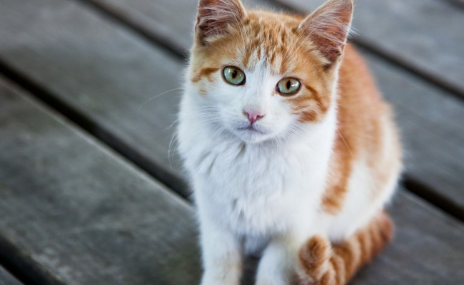 Pretty Kitty