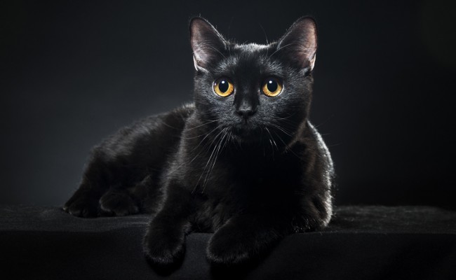 British black cat