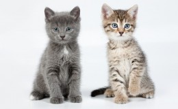 Little Kittens