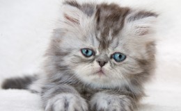 Portrait of fluffy kitten with blue eyes
