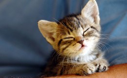 Baby cat portrait