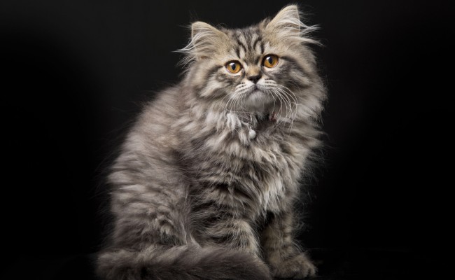 Lovely persian kitten on black background