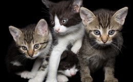 Four Young Cats
